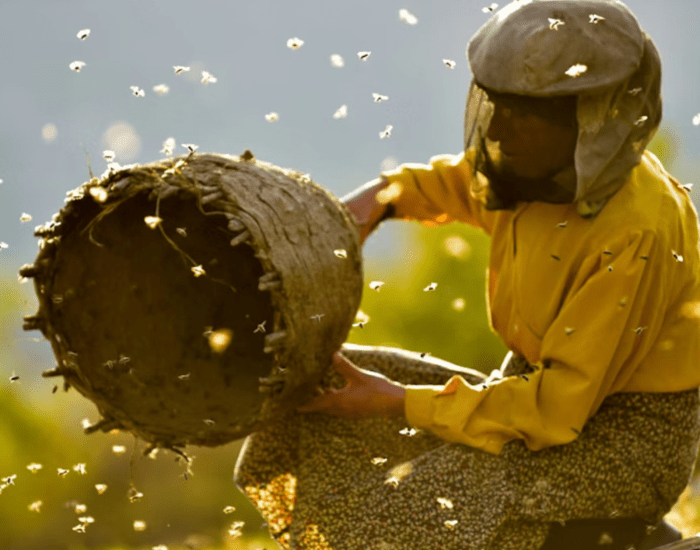 debafe74c5ae7127_The_Hive_presents__Honeyland_+_Introduction.png