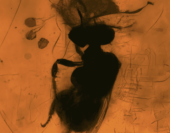 8c77a75795e69858_The_Hive_presents_TO_BE_–_Performed_by_Karman_Line.png
