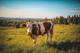 Farm-114358.jpeg